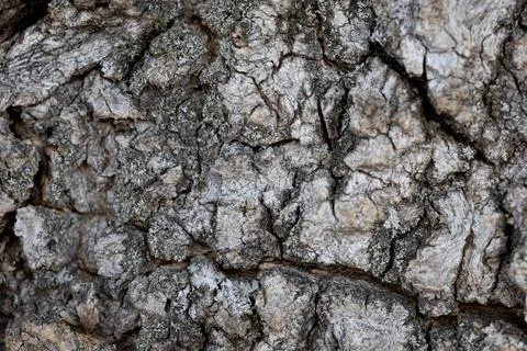Tree bark texture showing natural organic pattern with lichen Stock Photos