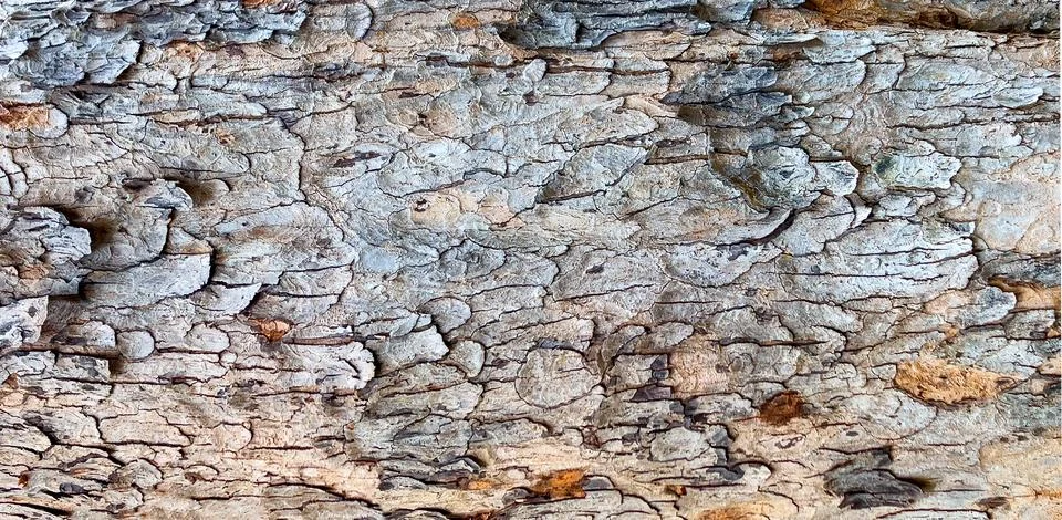 Tree bark texture showing rough natural pattern Stock Photos