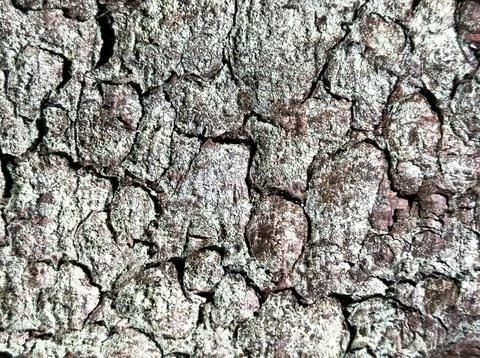 Tree bark texture shows rough cracked surface detail. Natural pattern forms Stock Photos