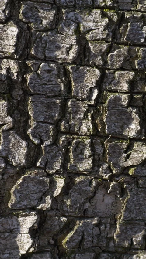 Tree bark texture with slow horizontal slide across rugged patterns Stock Footage 339121984
