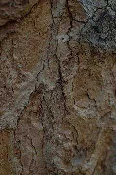 Tree bark texture, soft focus close up with copy space, dark backdrop Stock-Fotos