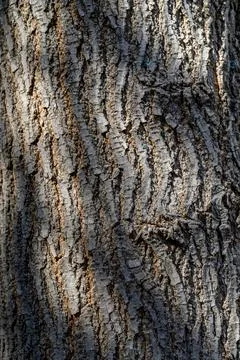 Tree bark texture with soft sunlight and shadows Stock Photos