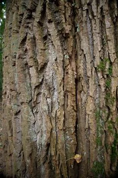 Tree bark texture, some moss and a small yellow leaf Stock Photos