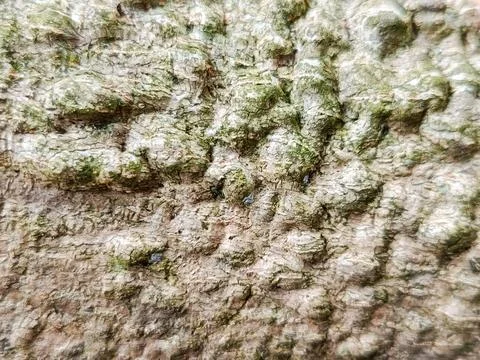 Tree Bark Texture with Subtle Green Moss Stock Photos