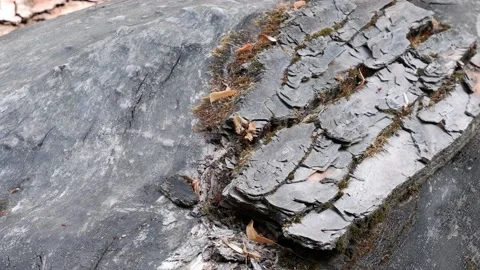 Tree bark texture. Suitable for backgrounds. Stock Footage 158166170