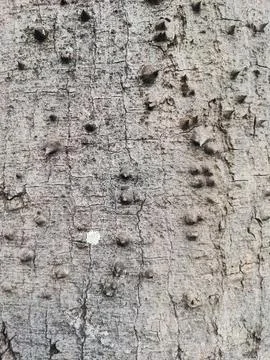 Tree bark texture, with thorns, nature defense Stock Photos