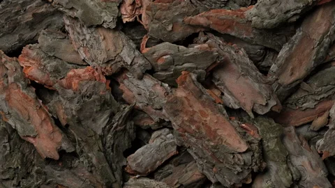 Tree bark texture top view, sliding shot. Shredded pine tree bark Video stock 176172134