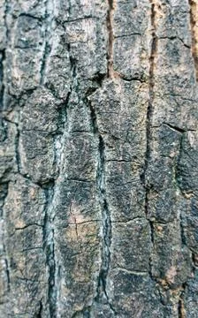 Tree Bark Texture tree bark texture growth rings natural beauty organic pattern Stock Photos