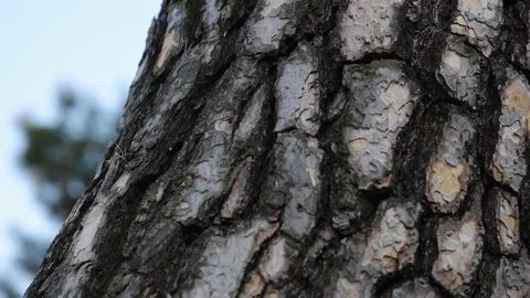 Tree bark texture, tree in the forest Video stock 310355437