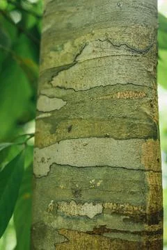 Tree Bark Texture in Tropical Jungle, Kathu, Phuket, Thailand 写真素材