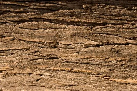 Tree bark texture. Trunk background. Stock Photos
