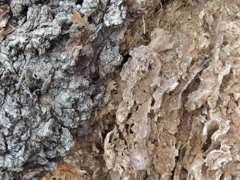 Tree bark texture on trunk close up Stock Photos