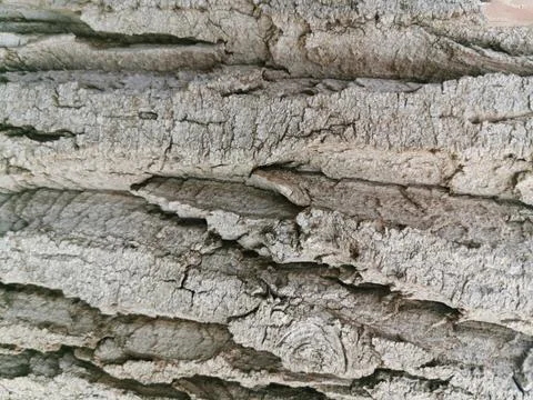 Tree bark texture, trunk, cracked wood. Frame in nature close-up. Stock Illustration