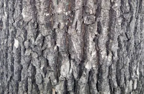 Tree bark texture. trunk of fir tree background. Stock Photos