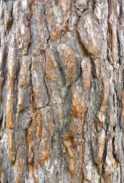 Tree bark texture. trunk of fir tree background. Stock Photos