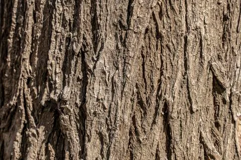 Tree bark texture. Trunk wallpaper. Stock Photos