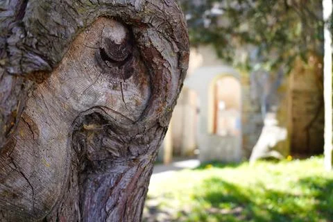 Tree bark texture with unique natural eye shape and blurred garden archway .. Stock Photos