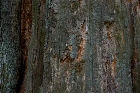 Tree bark texture. Vintage Oak Tree Bark Stock Photos