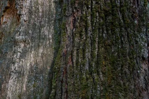 Tree bark texture. Vintage Oak Tree Bark Stock Photos