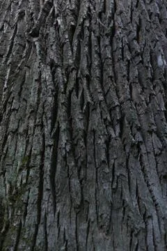 Tree bark texture. Vintage Oak Tree Bark Stock Photos