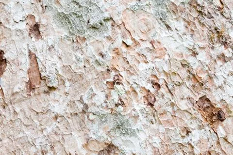 Tree bark texture wallpaper Stock Photos