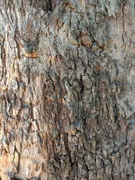 Tree bark texture wallpaper Stock Photos