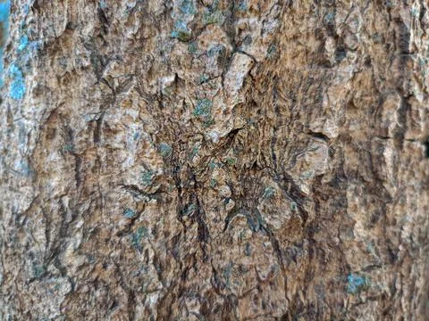 Tree bark texture wallpaper Stock Photos