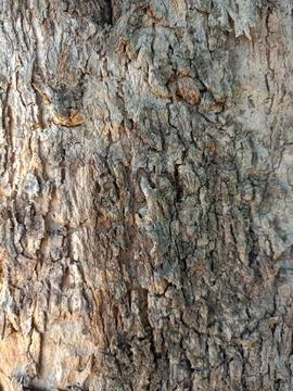 Tree bark texture wallpaper Stock-Fotos