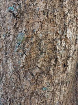 Tree bark texture wallpaper Stock Photos