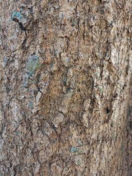 Tree bark texture wallpaper Stock Photos