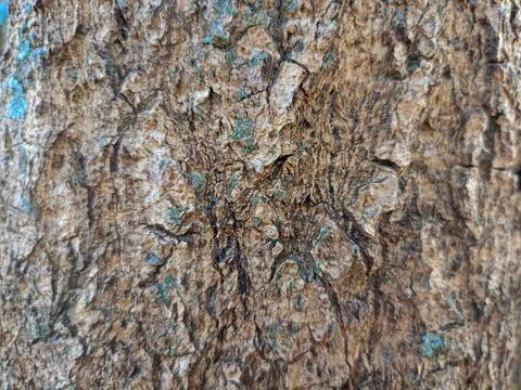 Tree bark texture wallpaper Stock-Fotos
