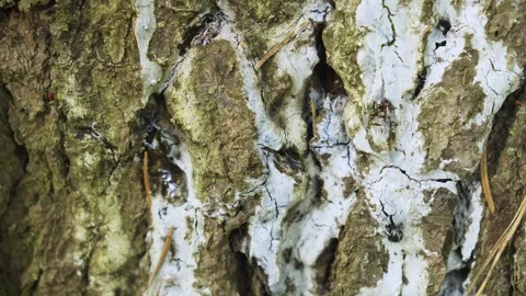 Tree Bark Texture With White Lichen And Cracks, A detailed close up of tree Vidéo 335221557