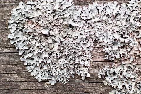 The tree bark texture, the white moss Stock Photos