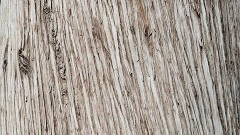 Tree bark texture, wood background with lines Stock Photos