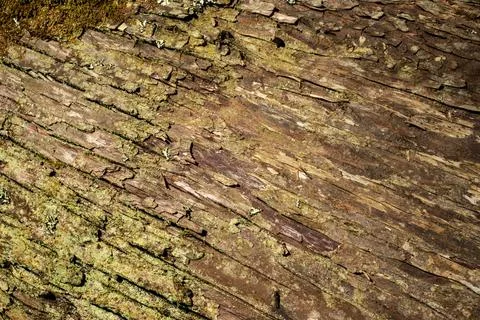 Tree bark texture wood background Stock Photos