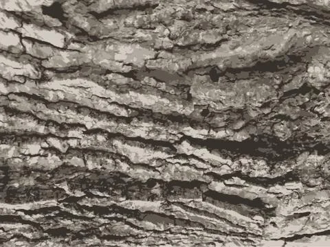 Tree bark texture.  Wooden background. Stock Illustration