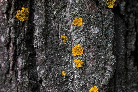 The tree bark texture, the yellow moss Stock Photos
