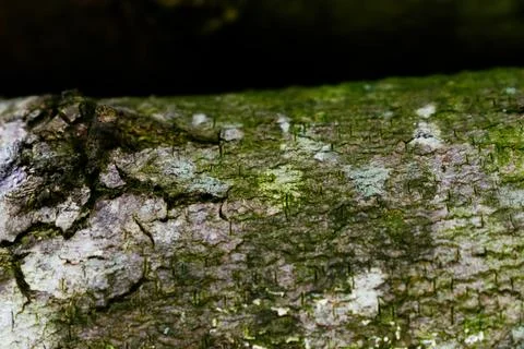 Tree bark textured surface, with green moss growth. Stock Photos