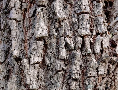 Tree bark texturel background Stock Photos