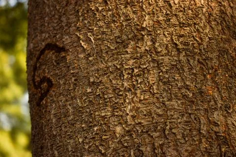 Tree Bark Texture/Pattern  close-up Background Macro Stock Photography Image Foto stock
