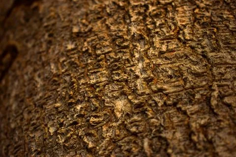 Tree Bark Texture/Pattern  close-up Background Macro Stock Photography Image Stock Photos