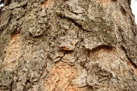 Tree Bark Texture/Pattern  close-up Background Macro Stock Photography Image 스톡 사진