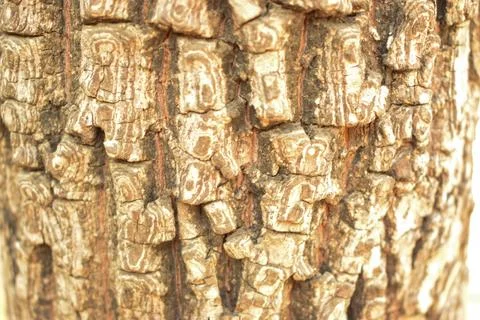 Tree Bark Texture/Pattern  close-up Background Macro Stock Photography Image Stock Photos
