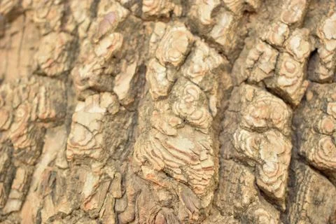 Tree Bark Texture/Pattern  close-up Background Macro Stock Photography Image Foto stock