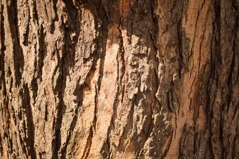 Tree Bark Texture/Pattern Orange Color Background Macro Stock Photography Ima Stock Photos