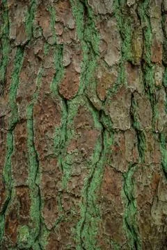 Tree bark with textures and patterns Stock Photos