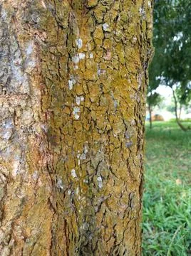 Tree bark textures in the forest. Nature texture. Stock Photos