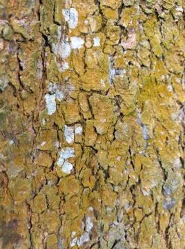 Tree bark textures in the forest. Nature texture. Фото