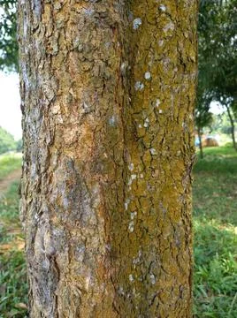 Tree bark textures in the forest. Nature texture. Stock Photos