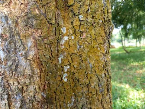 Tree bark textures in the forest. Nature texture Stock Photos